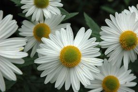 White and yellow daisies in summer