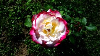 colorful garden rose in the sun