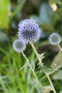 purple pastel bloom of thistle close up