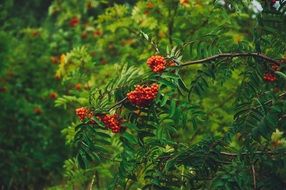 red berries on branch