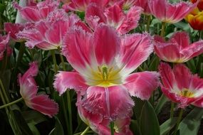 pink tulips field