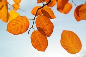 orange leaves on a blue sky background