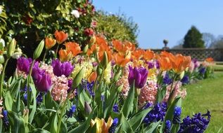 flowers bed in a summer garden