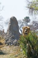 lion among beautiful nature in africa