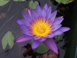 Purple water lily flower close up