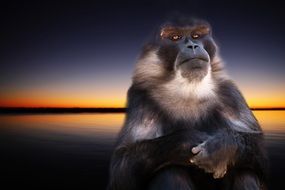 Cute, beautiful and colorful, big monkey on a background of bright and colorful sunset