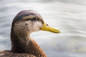 photo of a brown duck on the shore