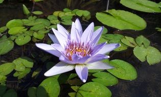 lotus flower among leaves in a pond