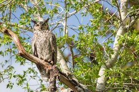 great horned owl on the branch