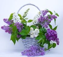 lilla flowers