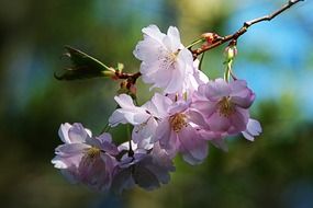 White apple flowers blossom in the spring