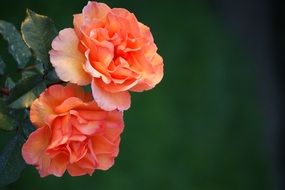 gorgeous salmon roses bloom close