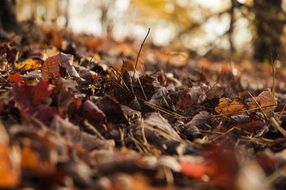 Autumnal leaves on a ground
