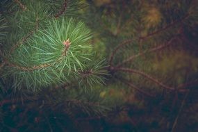 pine forest branch macro photo
