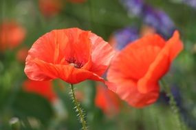 red poppies are representatives of flora