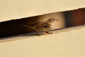 delightful sparrow