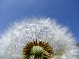 Close-up of a beautiful white dandelion flower at blue sky background