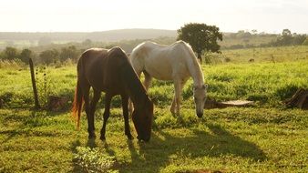 horses graze on green grass