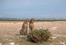 Wild pair of two cheetahs