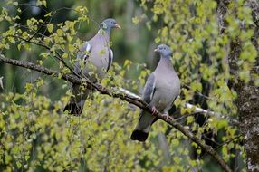 pair pigeons on branch