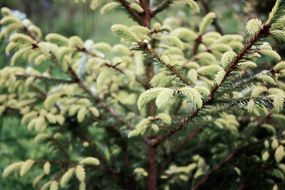 branches of coniferous tree with new leaves on a blurred background