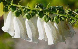 white flowers grow in the garden