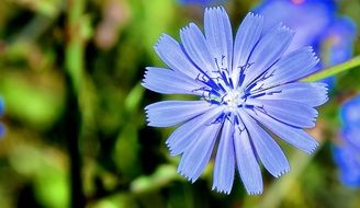 cute blue wheat flower