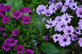 purple and pale purple flowers in the green garden