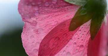 Pink flower petals in dew drops