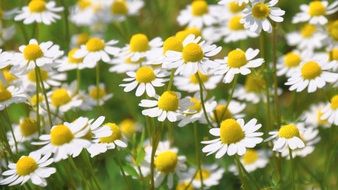 blooming chamomile in wild, background
