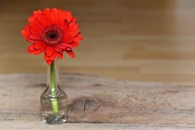 red gerbera in a glass vase