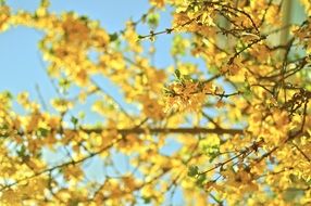 bright yellow tree branch