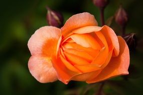 closeup of an amazing rose bud