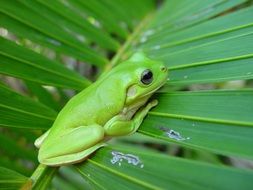 Green frog on a green leaf