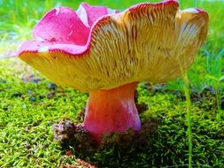 close up photo of big pink mushroom on green grass
