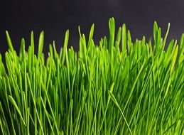 close up green grass