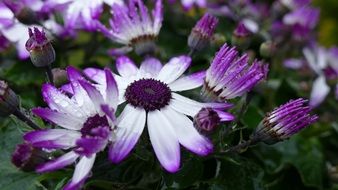 raindrops on violet-white daisies close-up on blurred background