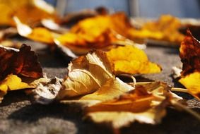 dry autumn leaves on the ground