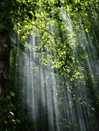 trees in sunlight