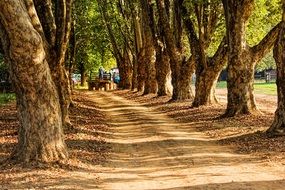 tree-lined road