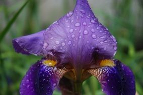 very beautiful iris violet