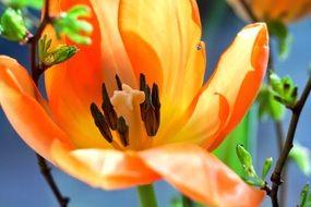 cute tulip macro orange blossom bloom