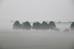 foggy atmosphere in the forest