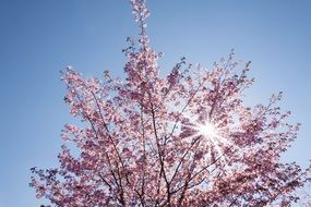 the light of the morning sun through a Japanese cherry tree