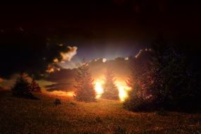 conifers at dramatic sunset