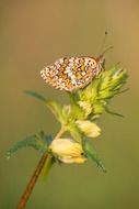 butterfly on green plant