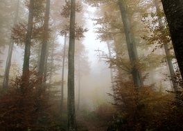 landscape of Mystical mood in a forest