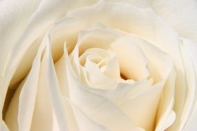 white rose bud close up