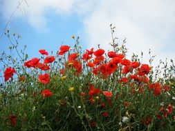 red bright poppies