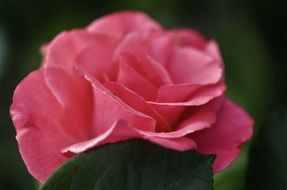 macro photo of a summer pink rose